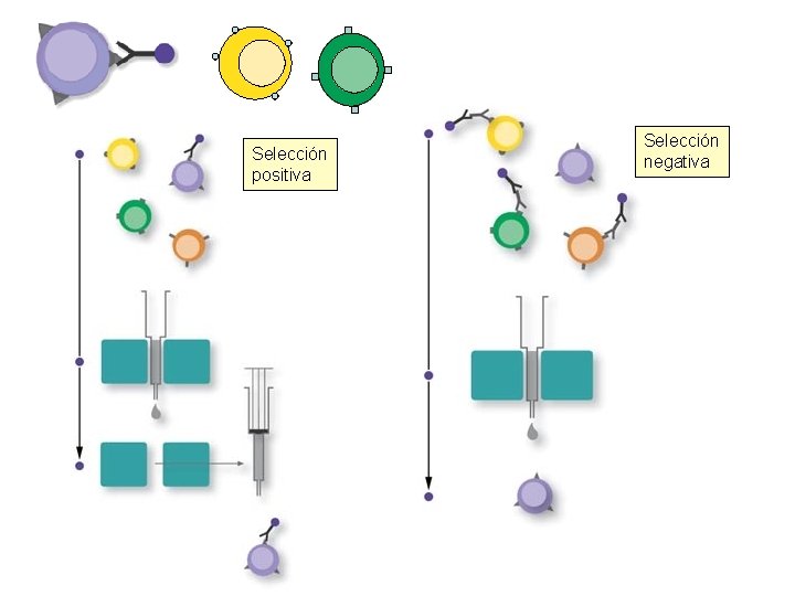 Selección positiva Selección negativa 