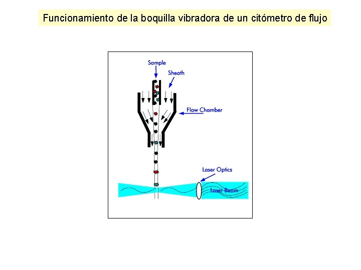 Funcionamiento de la boquilla vibradora de un citómetro de flujo 