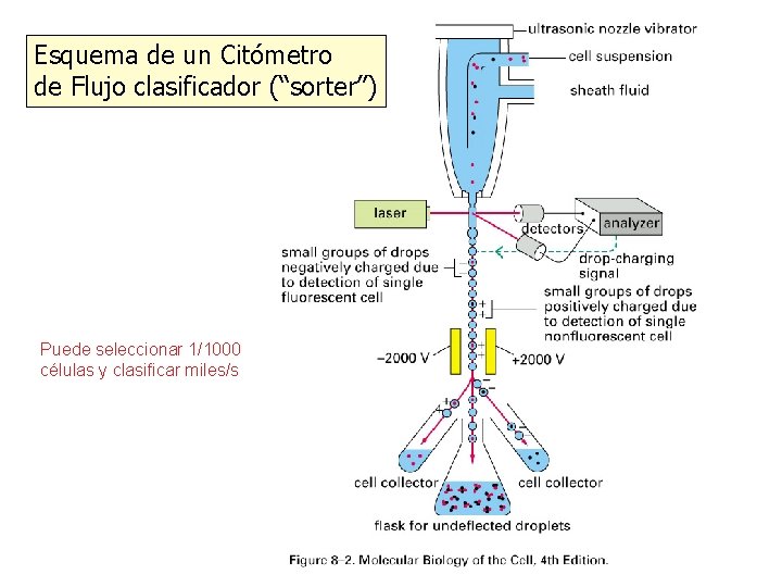 Esquema de un Citómetro de Flujo clasificador (“sorter”) Puede seleccionar 1/1000 células y clasificar