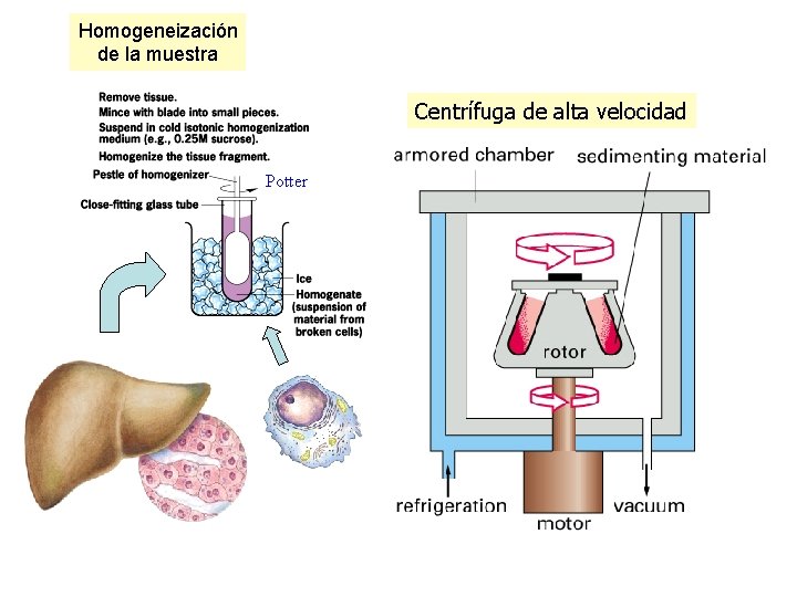 Homogeneización de la muestra Centrífuga de alta velocidad Potter 