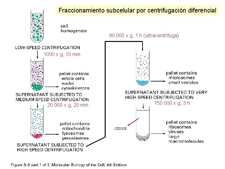 Fraccionamiento subcelular por centrifugación diferencial 80. 000 x g, 1 h (ultracentrífuga) 1000 x