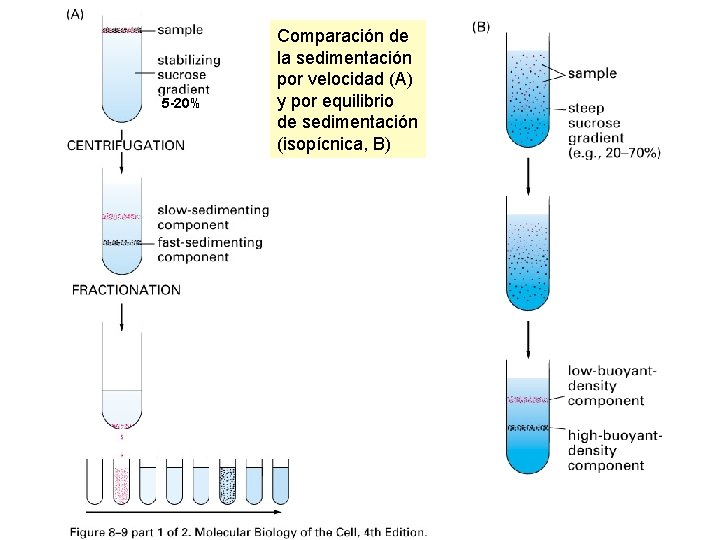 5 -20% Comparación de la sedimentación por velocidad (A) y por equilibrio de sedimentación