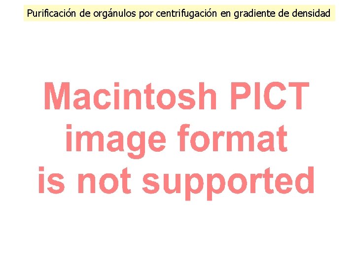 Purificación de orgánulos por centrifugación en gradiente de densidad 
