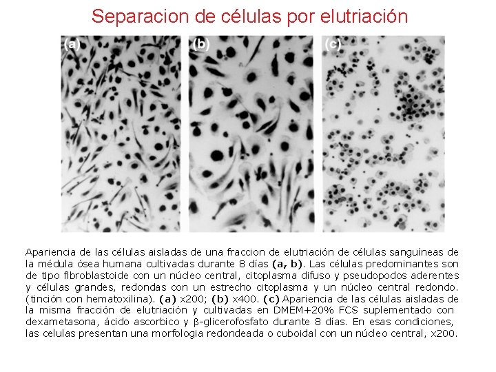 Separacion de células por elutriación Apariencia de las células aisladas de una fraccion de