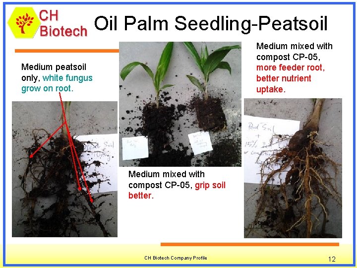 Oil Palm Seedling-Peatsoil Medium mixed with compost CP-05, more feeder root, better nutrient uptake.