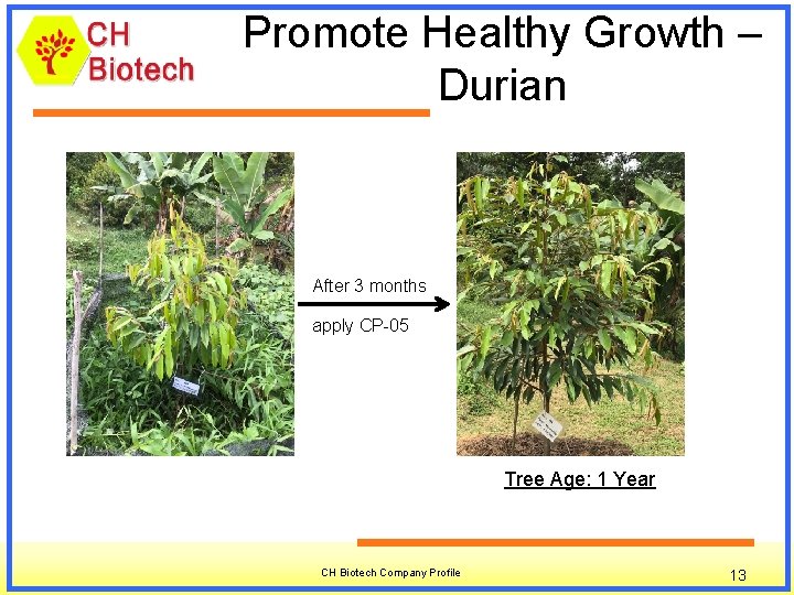 Promote Healthy Growth – Durian After 3 months apply CP-05 Tree Age: 1 Year