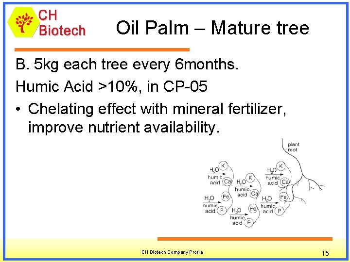 Oil Palm – Mature tree B. 5 kg each tree every 6 months. Humic