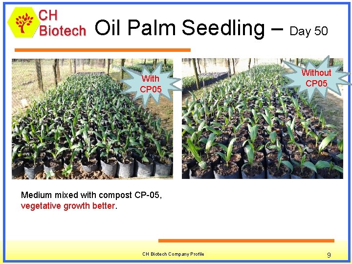 Oil Palm Seedling – Day 50 With CP 05 Without CP 05 Medium mixed