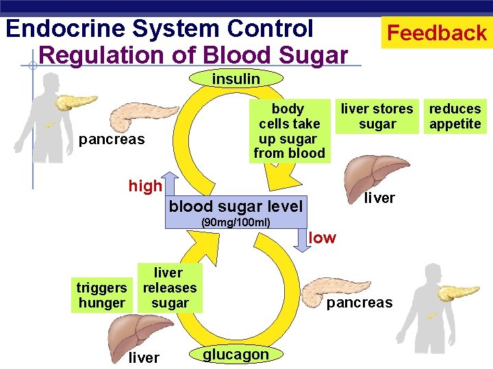 Endocrine System Control Regulation of Blood Sugar Feedback insulin liver stores sugar body cells Endocrine System Control Regulation of Blood Sugar Feedback insulin liver stores sugar body cells
