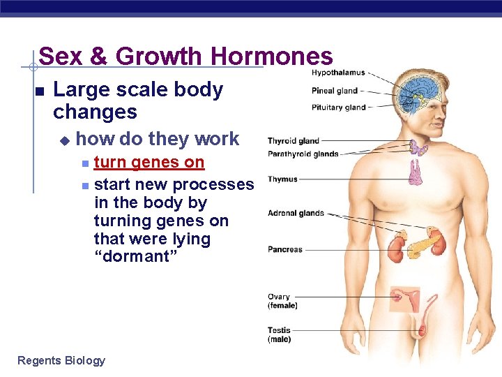Sex & Growth Hormones Large scale body changes u how do they work turn
