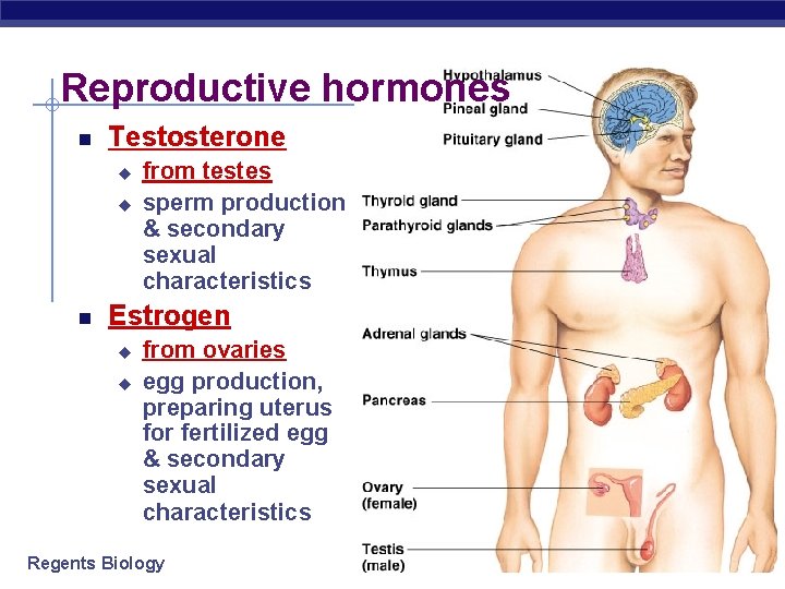 Reproductive hormones Testosterone u u from testes sperm production & secondary sexual characteristics Estrogen Reproductive hormones Testosterone u u from testes sperm production & secondary sexual characteristics Estrogen