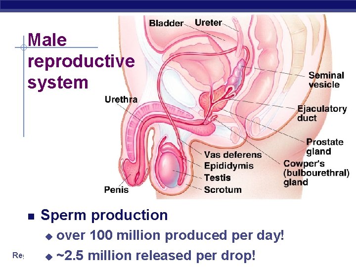 Male reproductive system Sperm production over 100 million produced per day! Regents u Biology