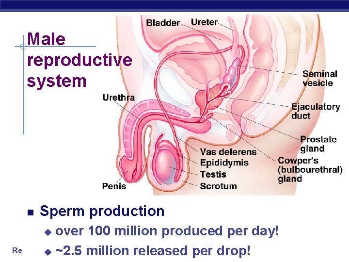 Male reproductive system Sperm production over 100 million produced per day! Regents u Biology Male reproductive system Sperm production over 100 million produced per day! Regents u Biology