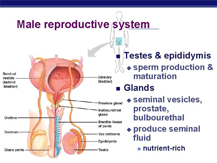 Male reproductive system Testes & epididymis u sperm production & maturation Glands seminal vesicles, Male reproductive system Testes & epididymis u sperm production & maturation Glands seminal vesicles,
