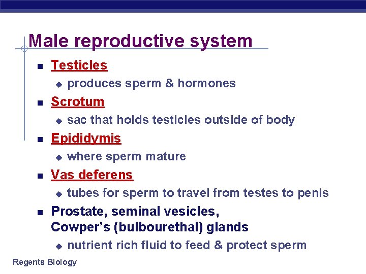 Male reproductive system Testicles u Scrotum u where sperm mature Vas deferens u sac