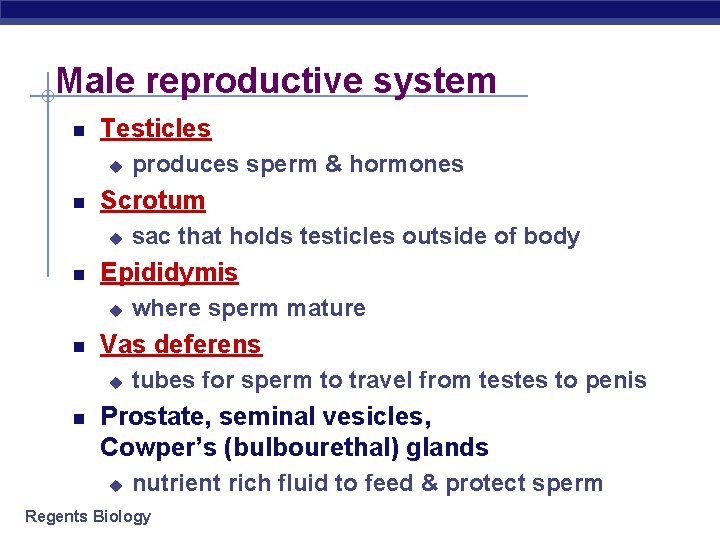 Male reproductive system Testicles u Scrotum u where sperm mature Vas deferens u sac Male reproductive system Testicles u Scrotum u where sperm mature Vas deferens u sac