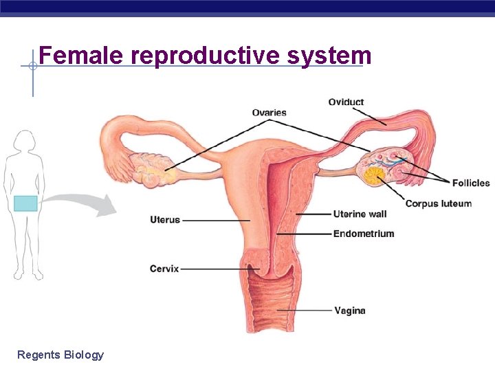 Female reproductive system Regents Biology Female reproductive system Regents Biology