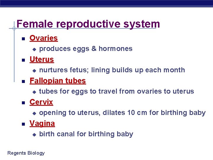 Female reproductive system Ovaries u Uterus u tubes for eggs to travel from ovaries Female reproductive system Ovaries u Uterus u tubes for eggs to travel from ovaries
