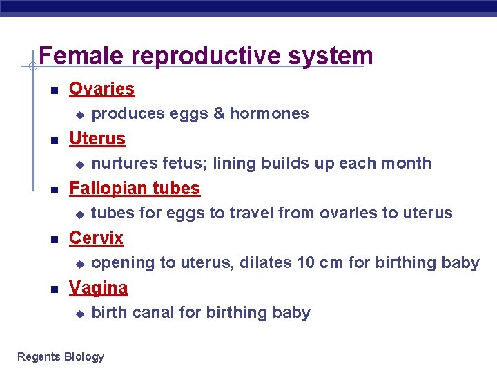 Female reproductive system Ovaries u Uterus u tubes for eggs to travel from ovaries