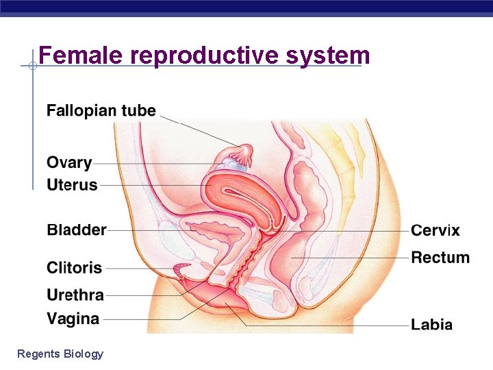 Female reproductive system Regents Biology Female reproductive system Regents Biology