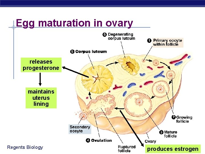 Egg maturation in ovary releases progesterone maintains uterus lining Regents Biology produces estrogen 