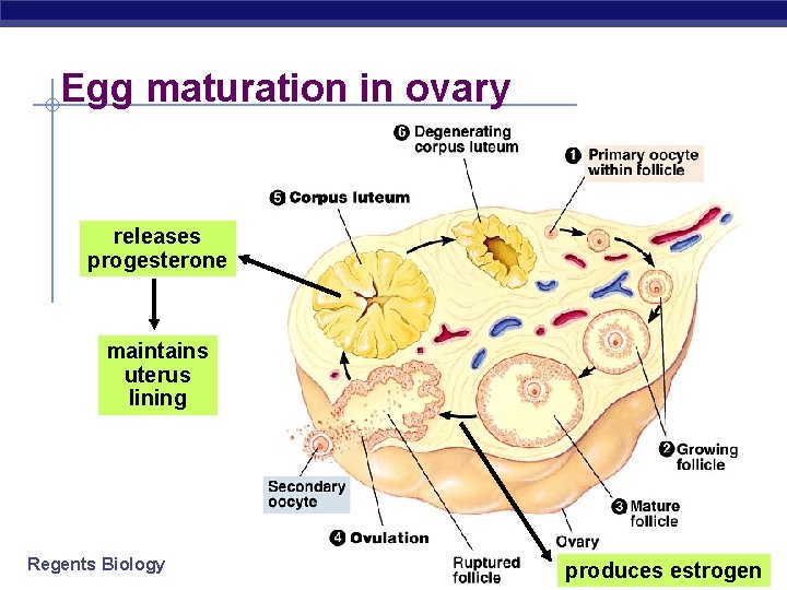 Egg maturation in ovary releases progesterone maintains uterus lining Regents Biology produces estrogen Egg maturation in ovary releases progesterone maintains uterus lining Regents Biology produces estrogen