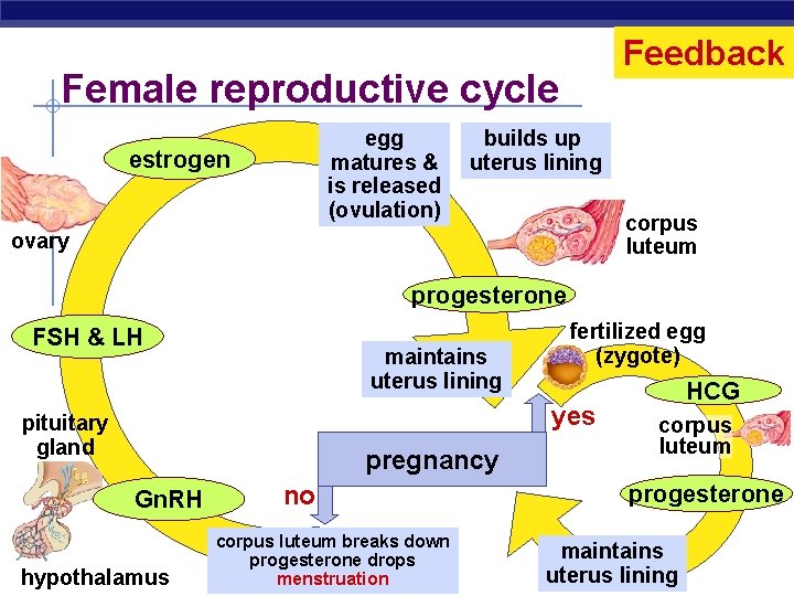 Feedback Female reproductive cycle egg matures & is released (ovulation) estrogen builds up uterus