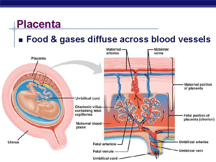 Placenta Food & gases diffuse across blood vessels Regents Biology 