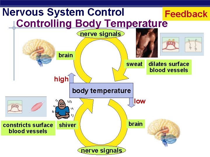 Nervous System Control Feedback Controlling Body Temperature nerve signals brain sweat high body temperature