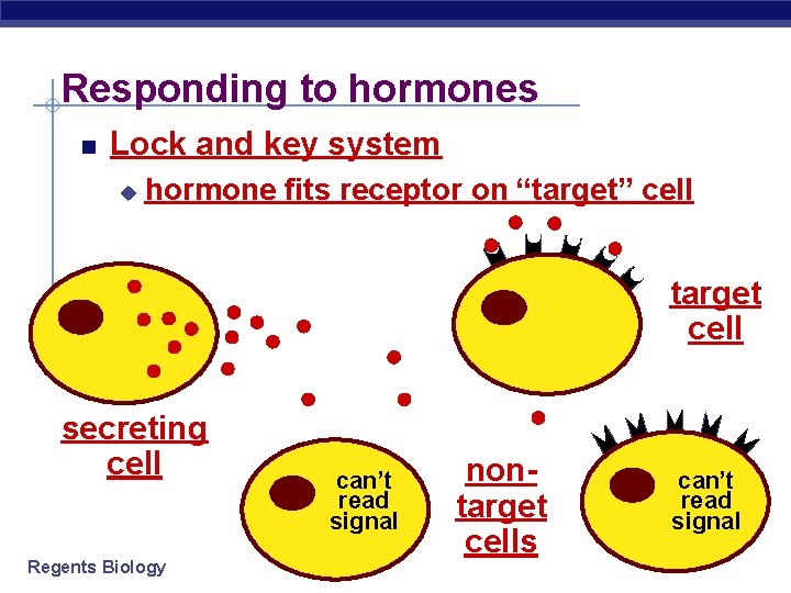 Responding to hormones Lock and key system u hormone fits receptor on “target” cell Responding to hormones Lock and key system u hormone fits receptor on “target” cell