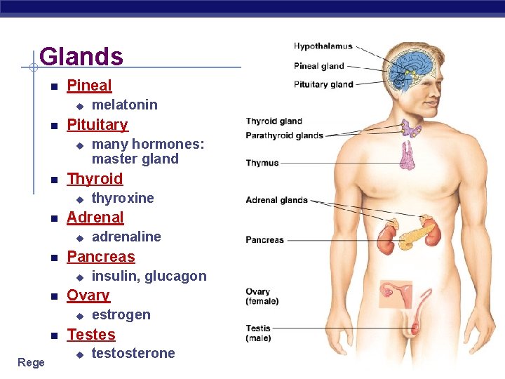 Glands Pineal u Pituitary u insulin, glucagon Ovary u adrenaline Pancreas u thyroxine Adrenal