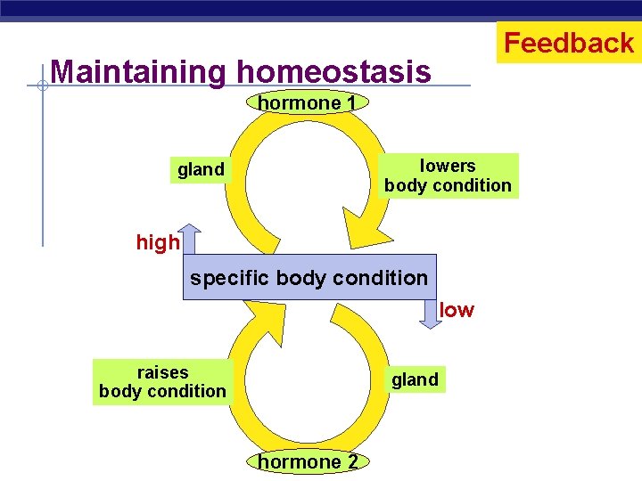 Feedback Maintaining homeostasis hormone 1 lowers body condition gland high specific body condition low