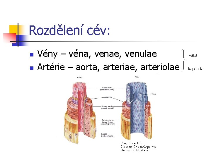 Rozdělení cév: n n Vény – véna, venae, venulae Artérie – aorta, arteriae, arteriolae