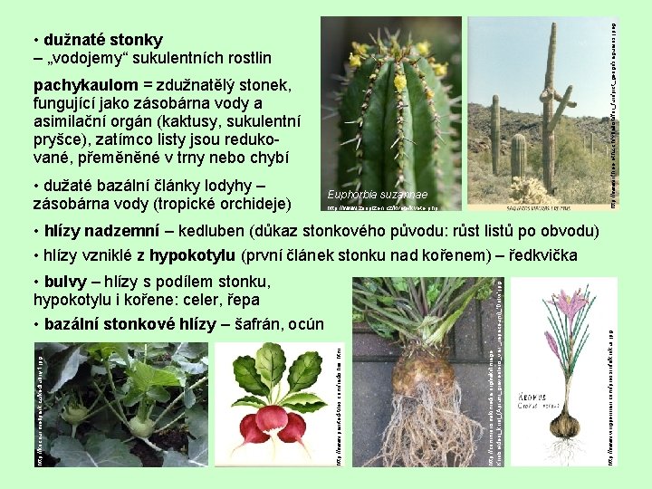 http: //www. ifh. ee. ethz. ch/~ballisti/for_fun/pict_geogr/saguaros. jpeg • dužnaté stonky – „vodojemy“ sukulentních rostlin