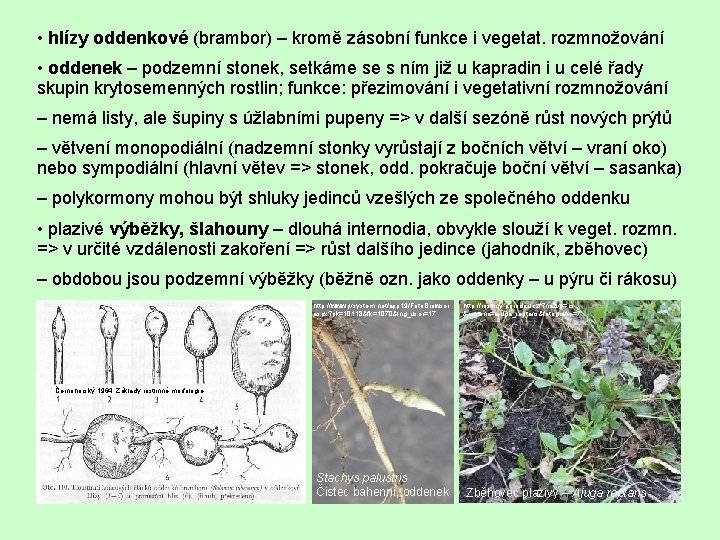  • hlízy oddenkové (brambor) – kromě zásobní funkce i vegetat. rozmnožování • oddenek