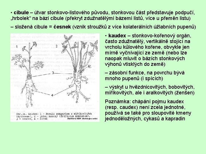  • cibule – útvar stonkovo-listového původu, stonkovou část představuje podpučí, „hrbolek“ na bázi