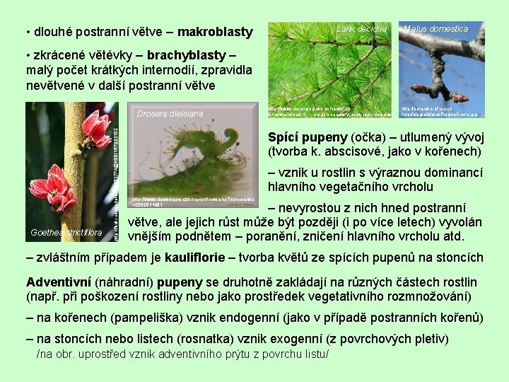  • dlouhé postranní větve – makroblasty Larix decidua Malus domestica • zkrácené větévky