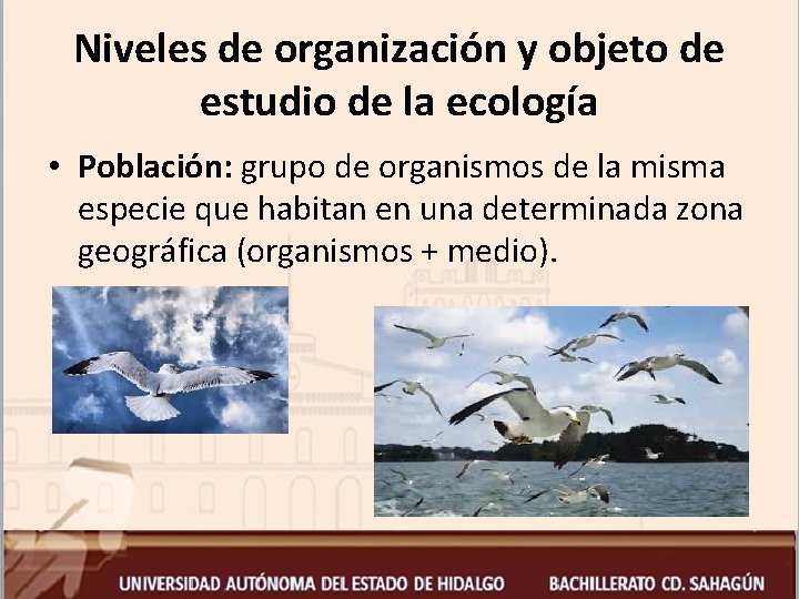 Niveles de organización y objeto de estudio de la ecología • Población: grupo de