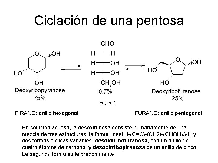 Ciclación de una pentosa Imagen 19 PIRANO: anillo hexagonal FURANO: anillo pentagonal En solución