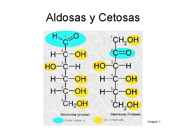Aldosas y Cetosas Imagen 1 