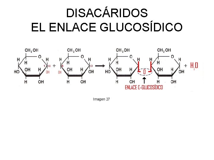 DISACÁRIDOS EL ENLACE GLUCOSÍDICO Imagen 27 