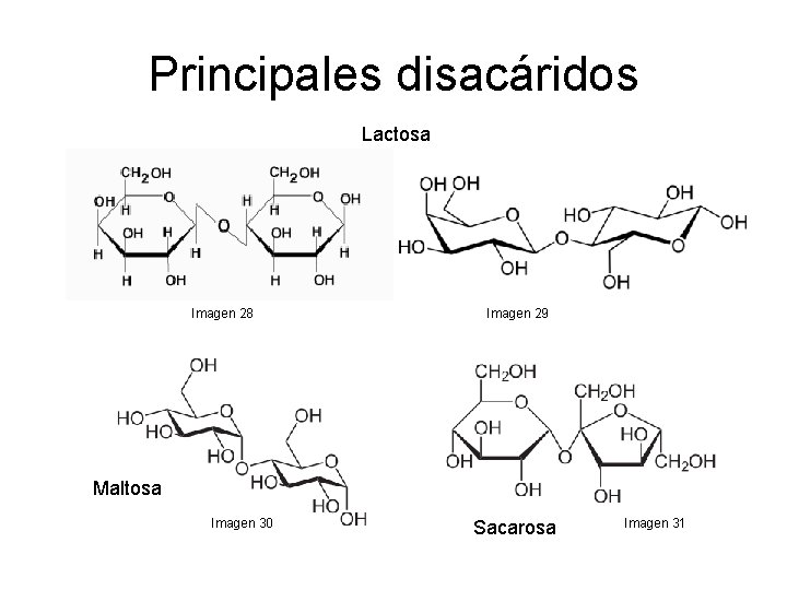 Principales disacáridos Lactosa Imagen 28 Imagen 29 Maltosa Imagen 30 Sacarosa Imagen 31 