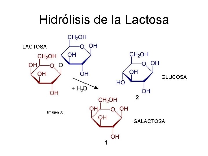 Hidrólisis de la Lactosa LACTOSA GLUCOSA Imagen 35 GALACTOSA 