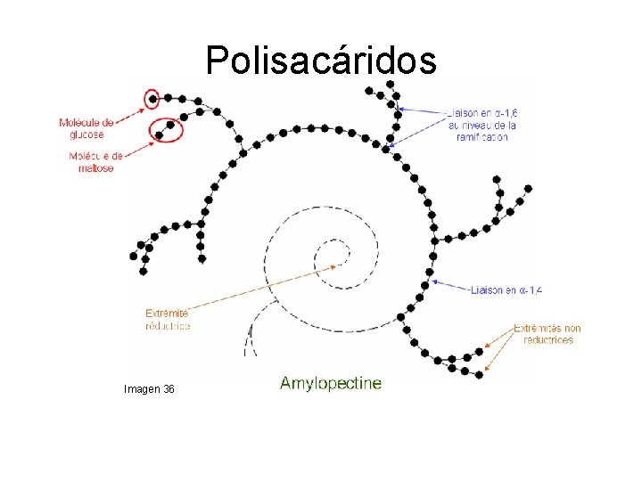 Polisacáridos Imagen 36 