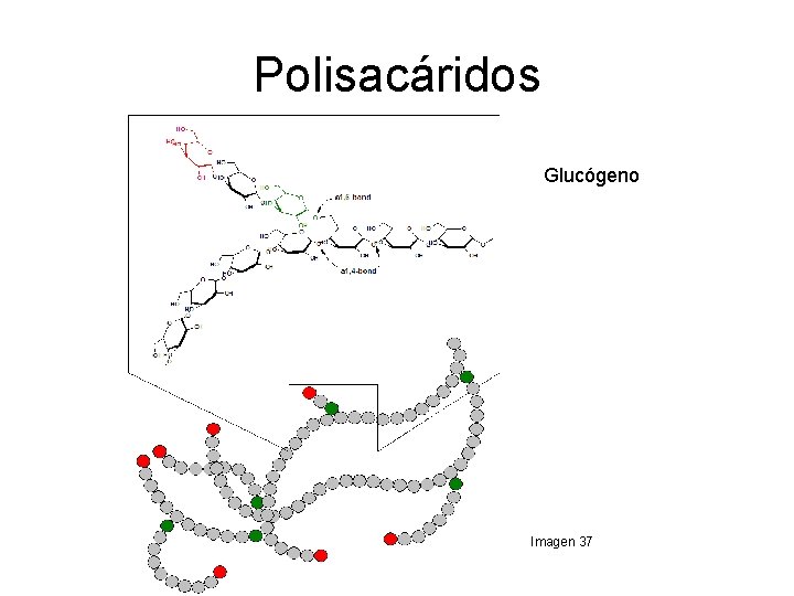 Polisacáridos Glucógeno Imagen 37 