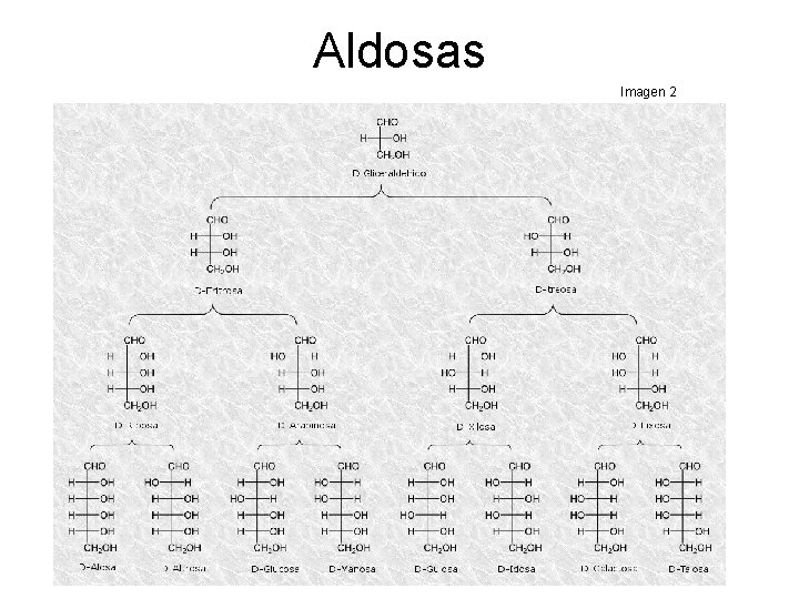 Aldosas Imagen 2 