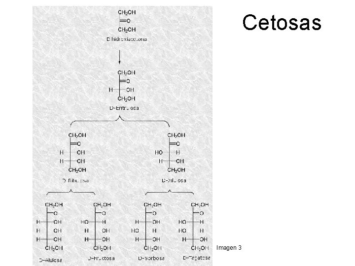 Cetosas Imagen 3 