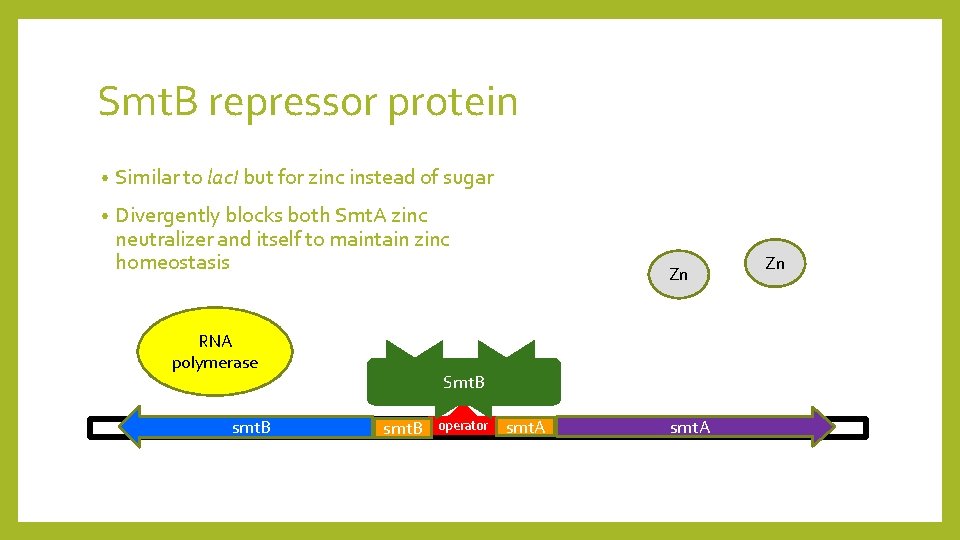 Smt. B repressor protein • Similar to lac. I but for zinc instead of