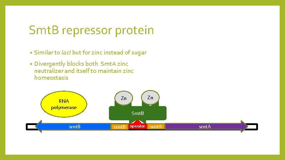 Smt. B repressor protein • Similar to lac. I but for zinc instead of