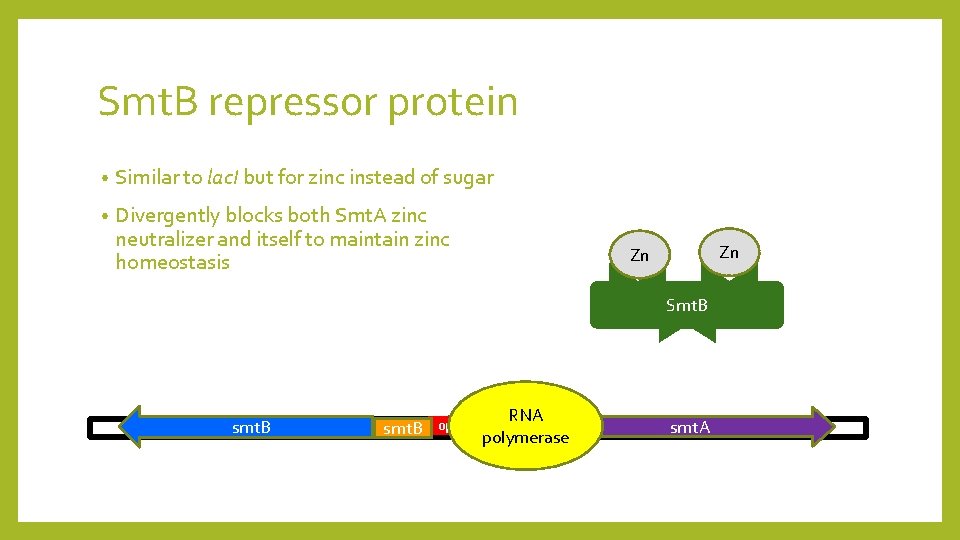 Smt. B repressor protein • Similar to lac. I but for zinc instead of